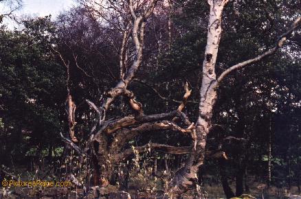 Knobbly Tree